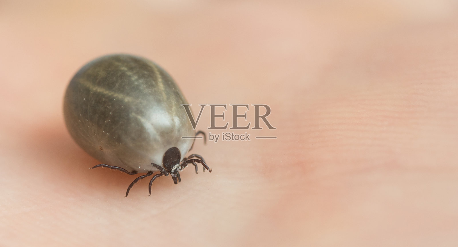 皮肤上的肥蜱照片摄影图片