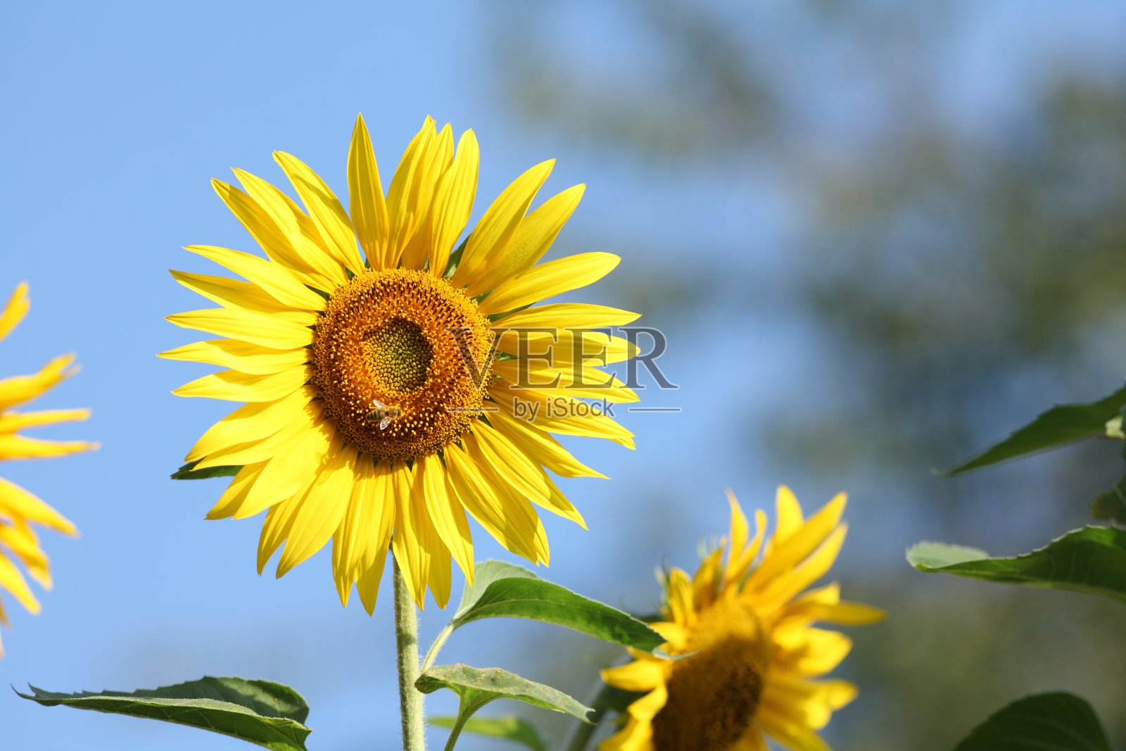 黄色盛开的向日葵在阳光下照片摄影图片