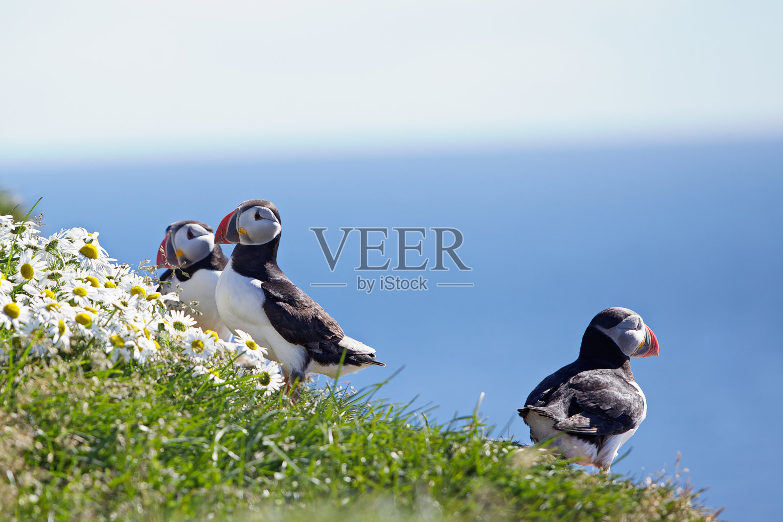 大西洋北极海鹦。Westfjords。冰岛。照片摄影图片