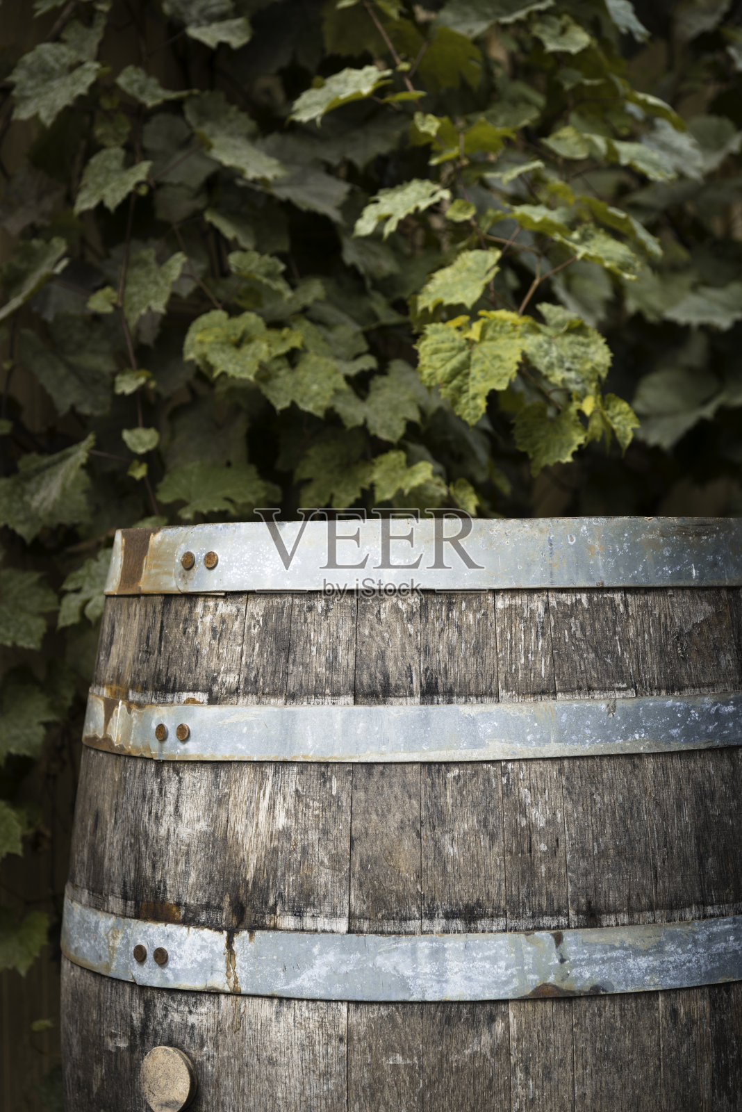 橡木酒桶和藤蔓垂直照片摄影图片