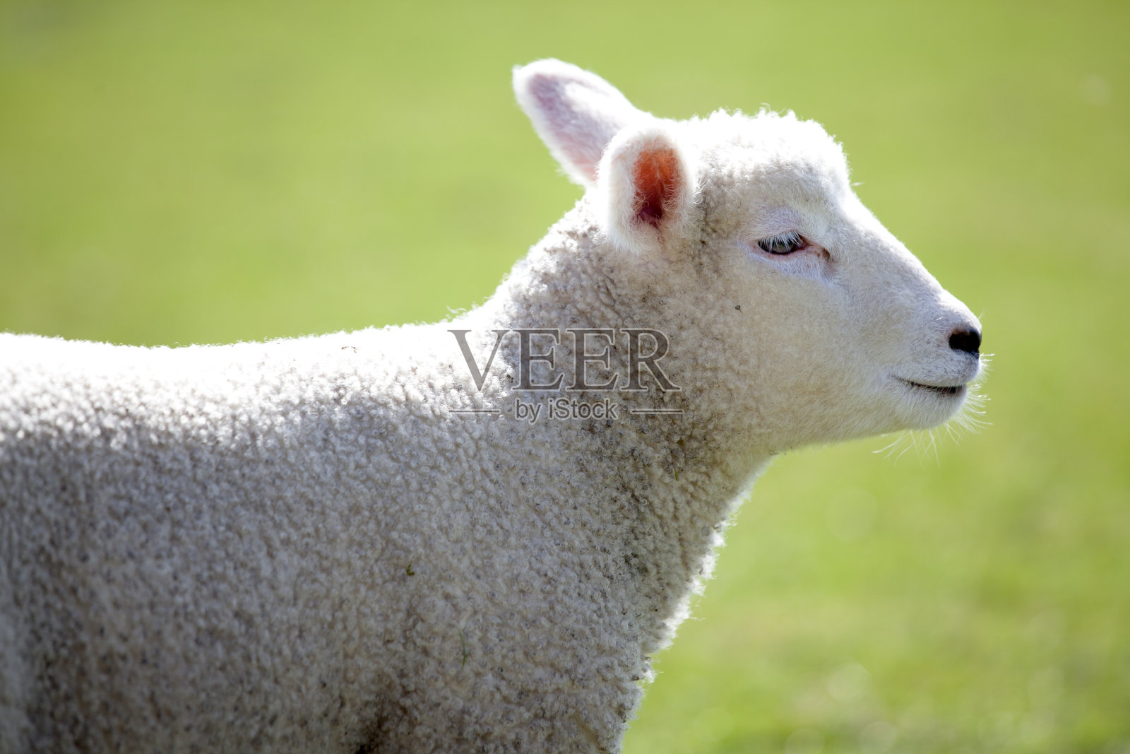 羊肉照片摄影图片