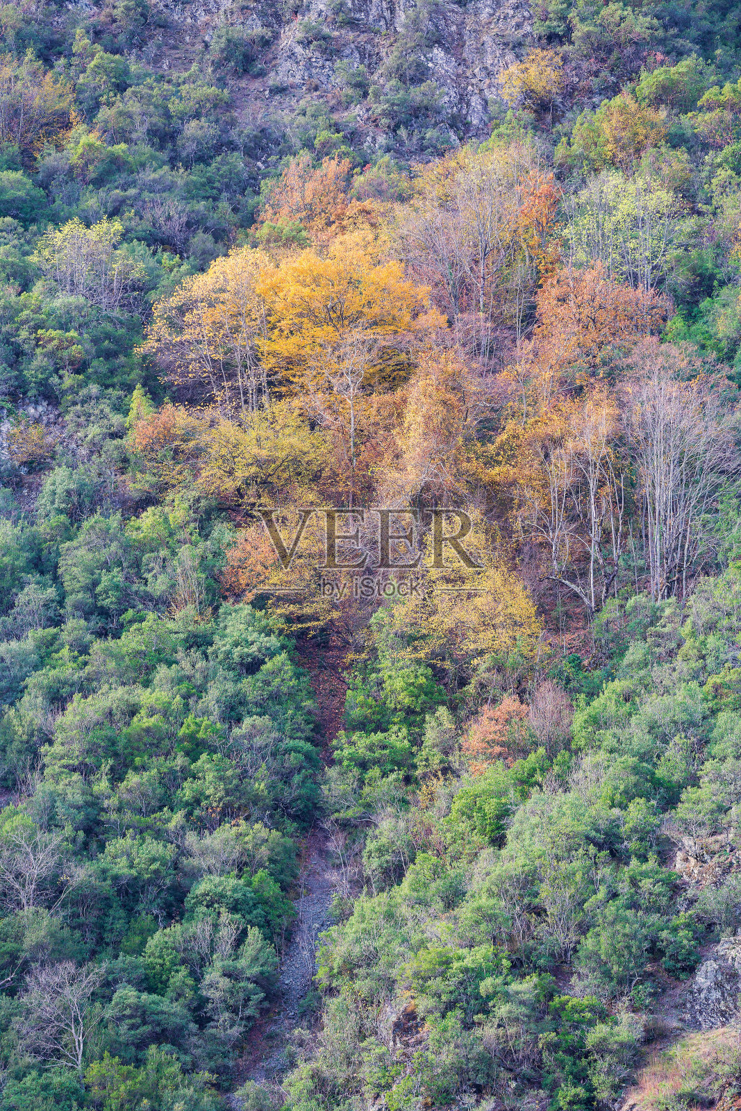 秋天的森林照片摄影图片