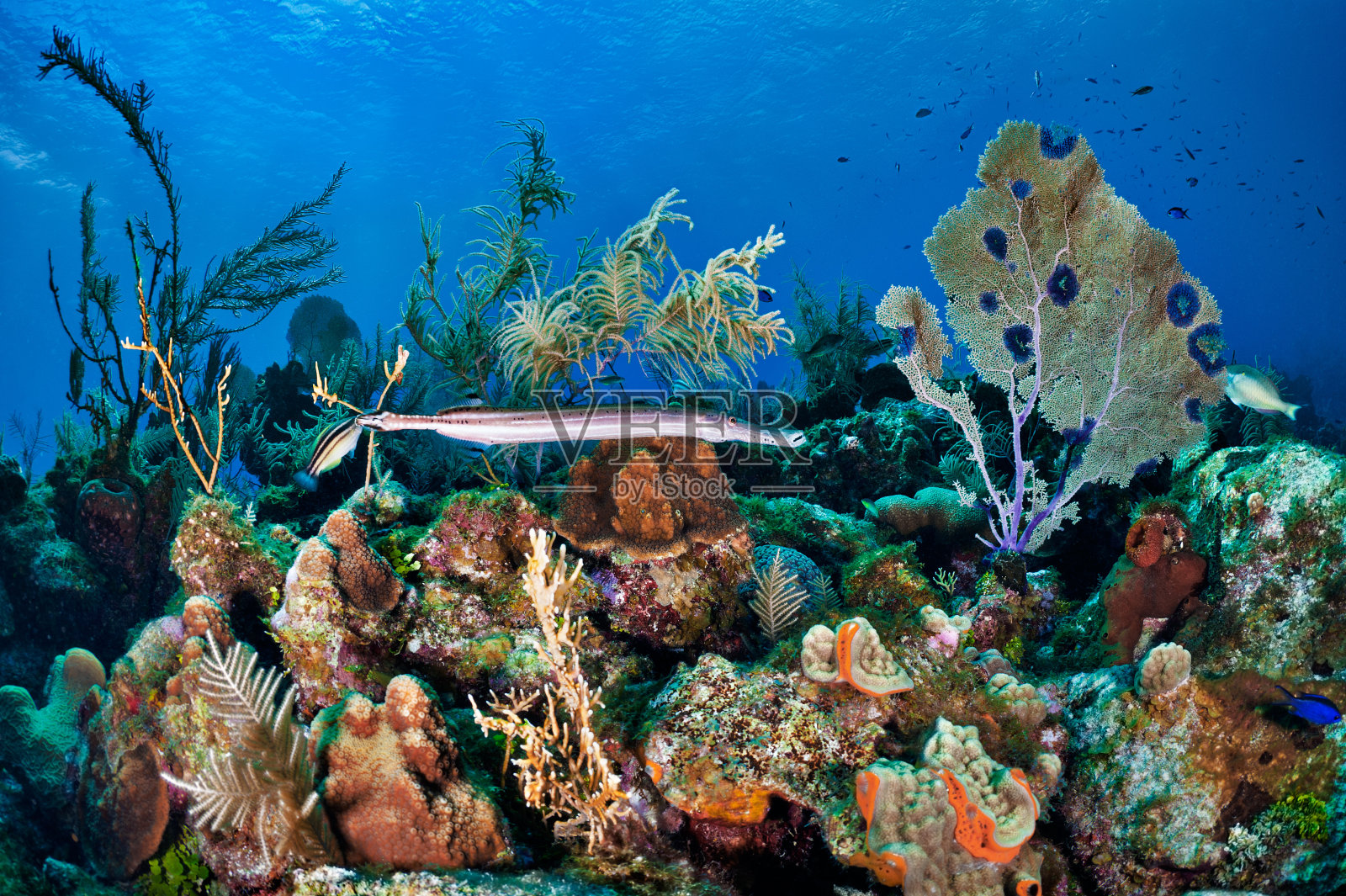 在水下生活照片摄影图片