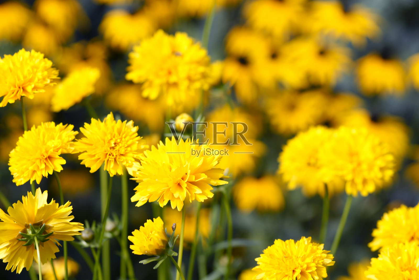 女孩眼睛花照片摄影图片