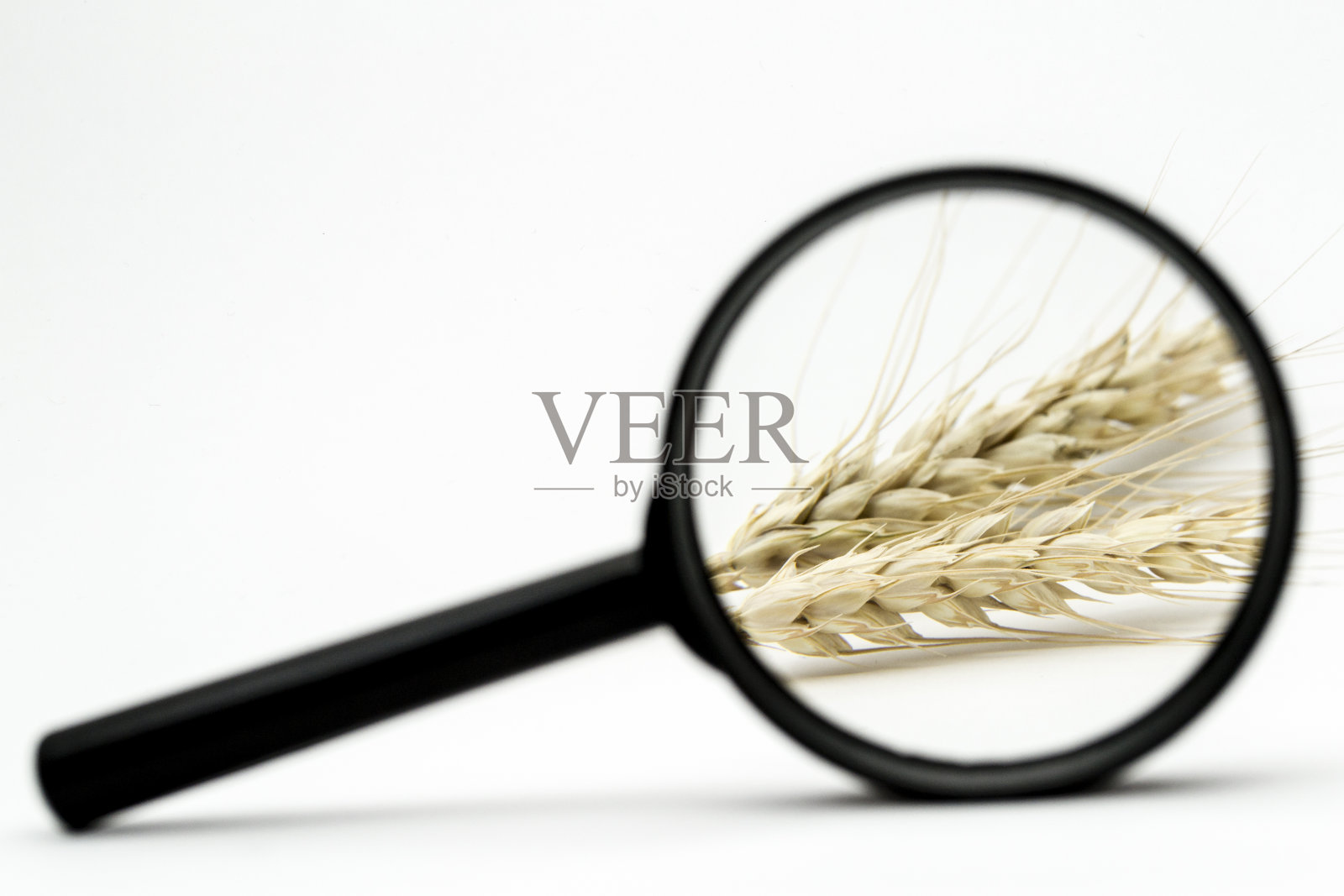 小麦照片摄影图片