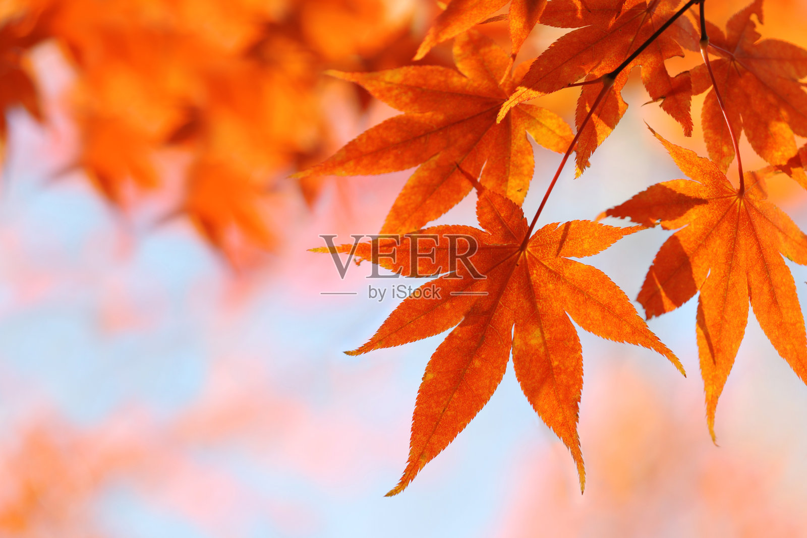 秋天的落叶照片摄影图片