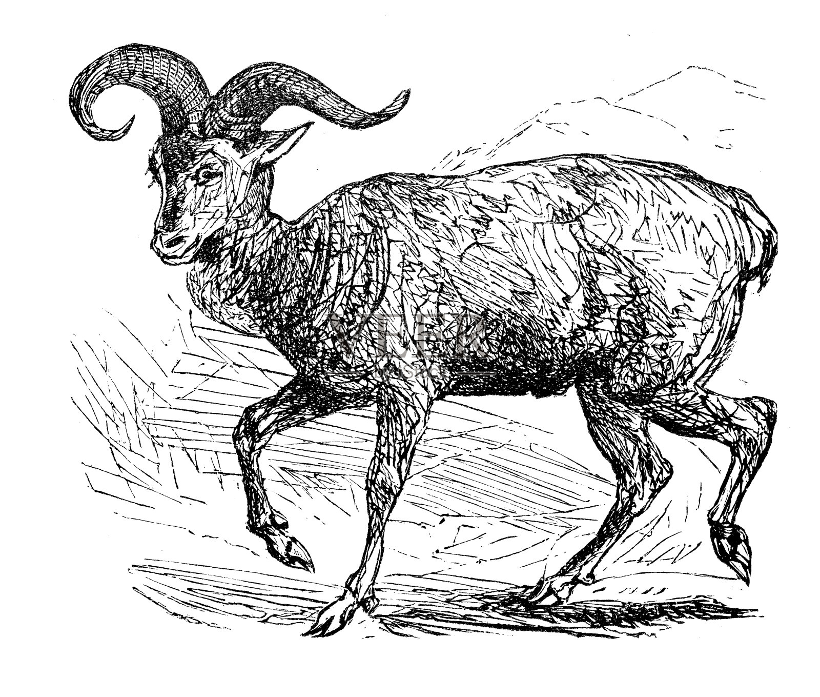 古色古香的盘羊或山羊插图设计元素图片