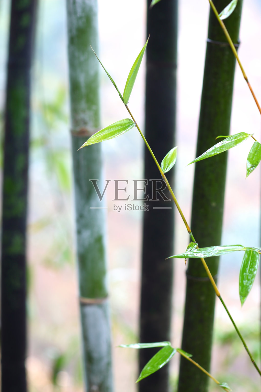 竹叶照片摄影图片