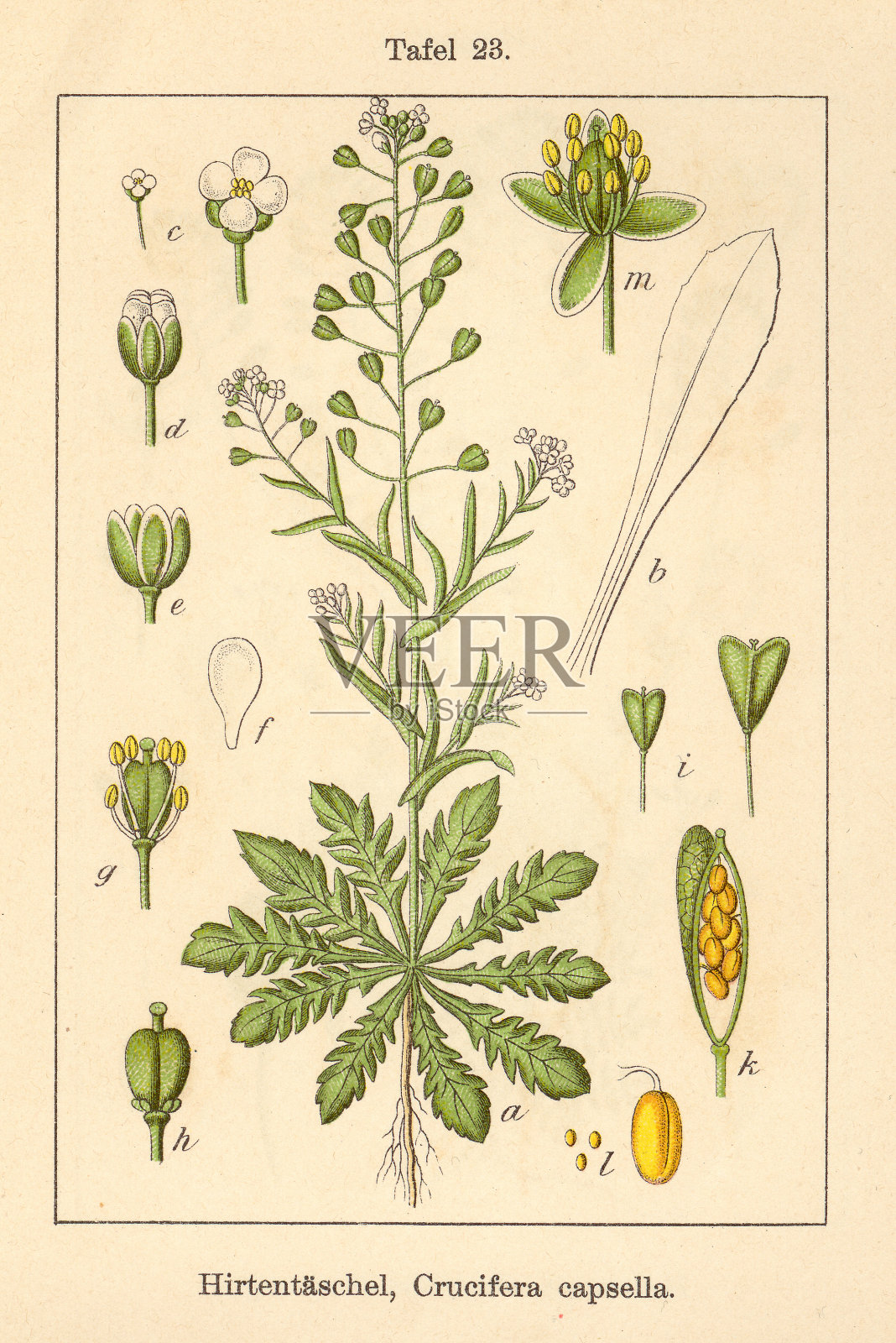 植物科FiA v06 t23 Crucifera capsella插画图片素材