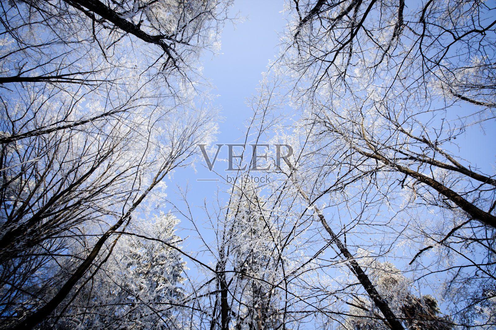 原始森林光秃秃的树枝颜色照片摄影图片