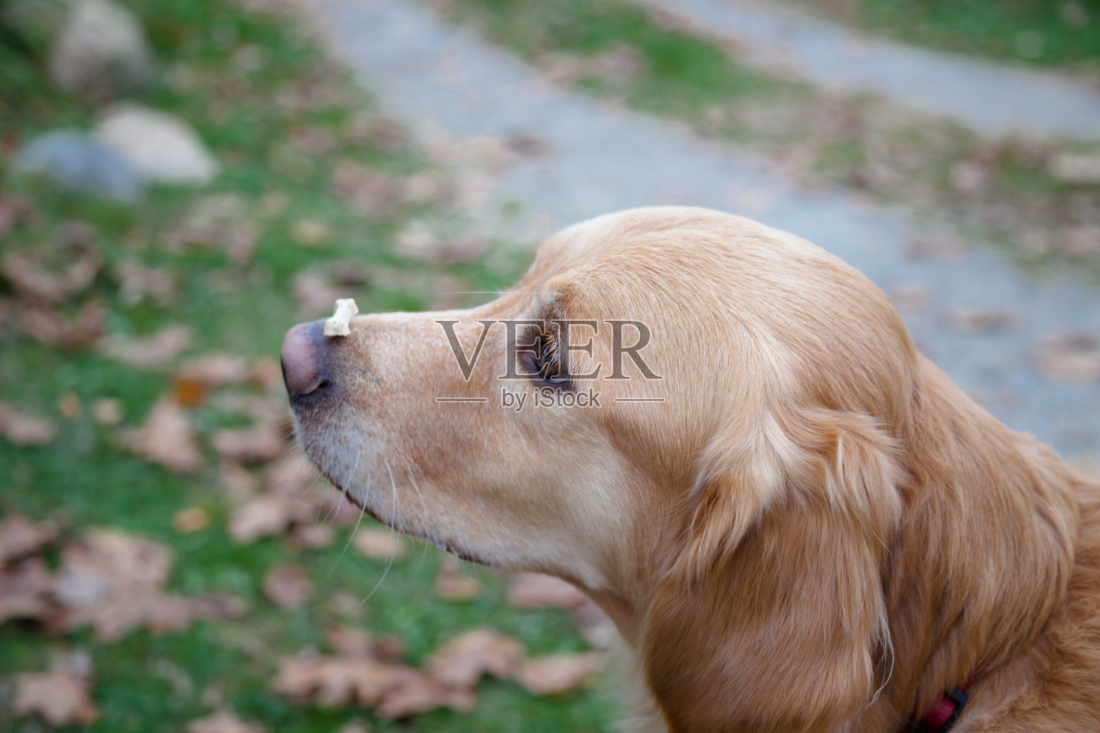 听话的狗平衡狗的鼻子上的待遇照片摄影图片