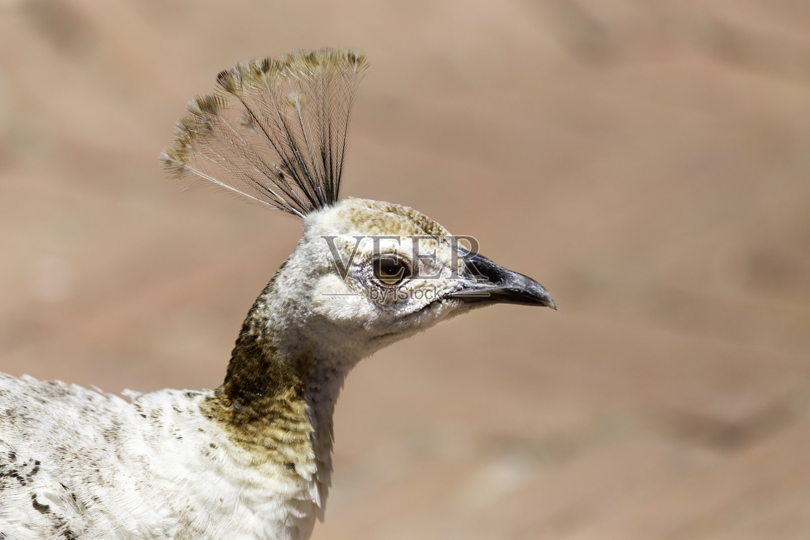 雌孔雀近距离观察照片摄影图片