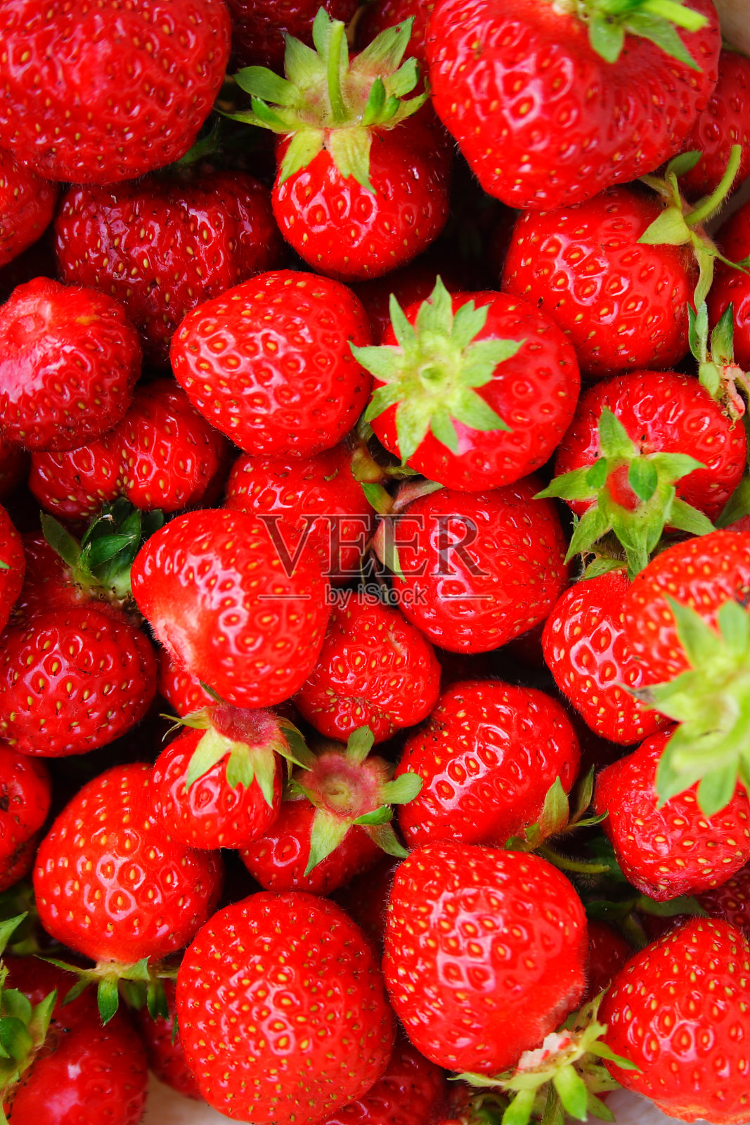 新鲜成熟的草莓刚摘下来照片摄影图片