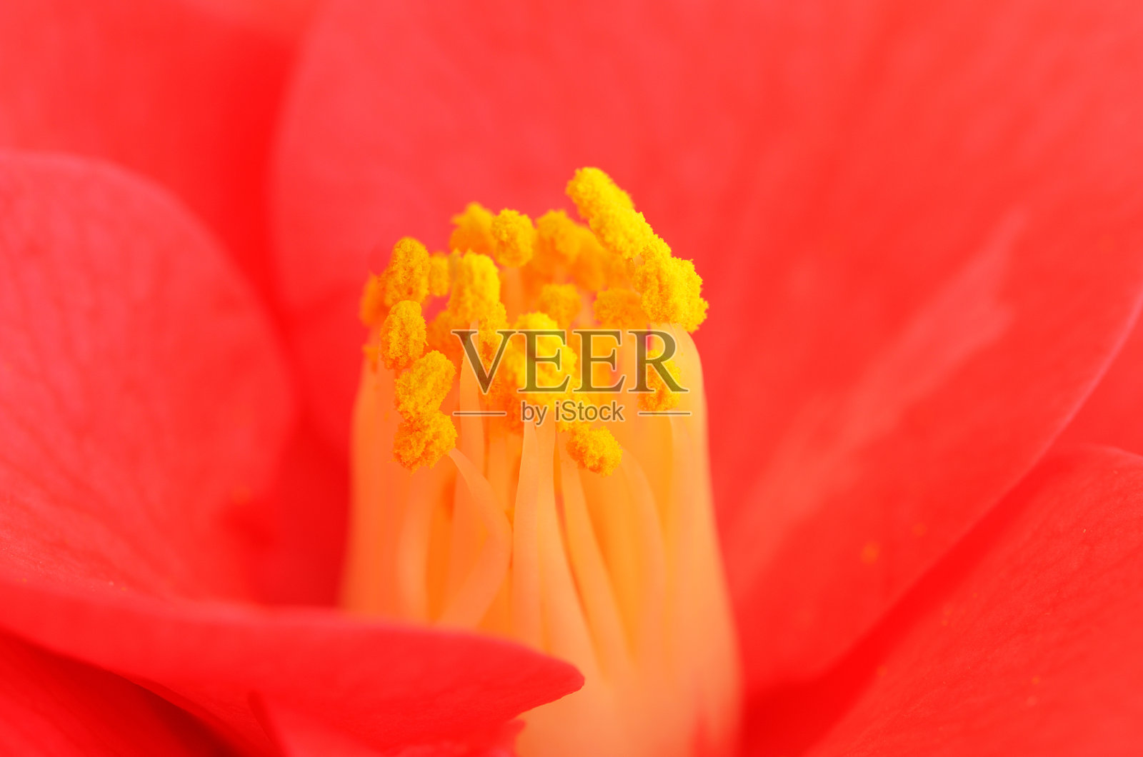 红山茶花头照片摄影图片