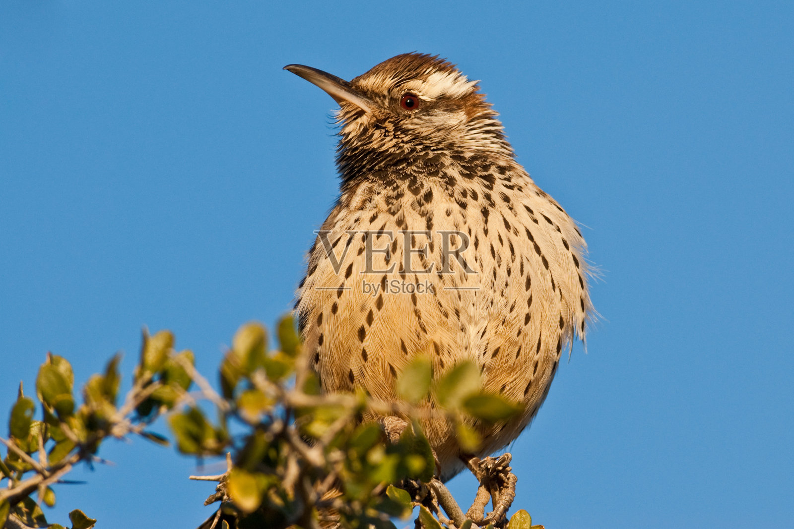 仙人掌鹪鹩，亚利桑那州的州鸟照片摄影图片