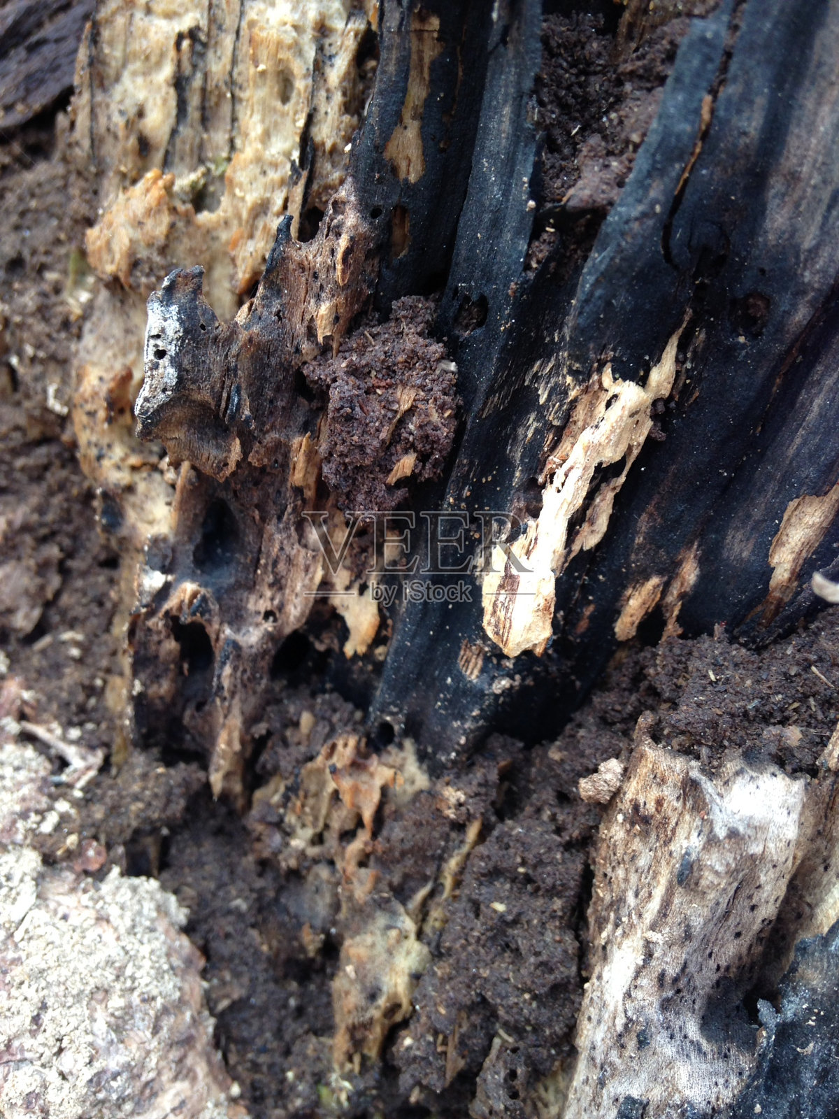 死树纹理的特写照片摄影图片