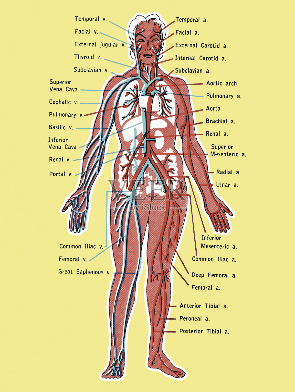 循环系统图照片摄影图片