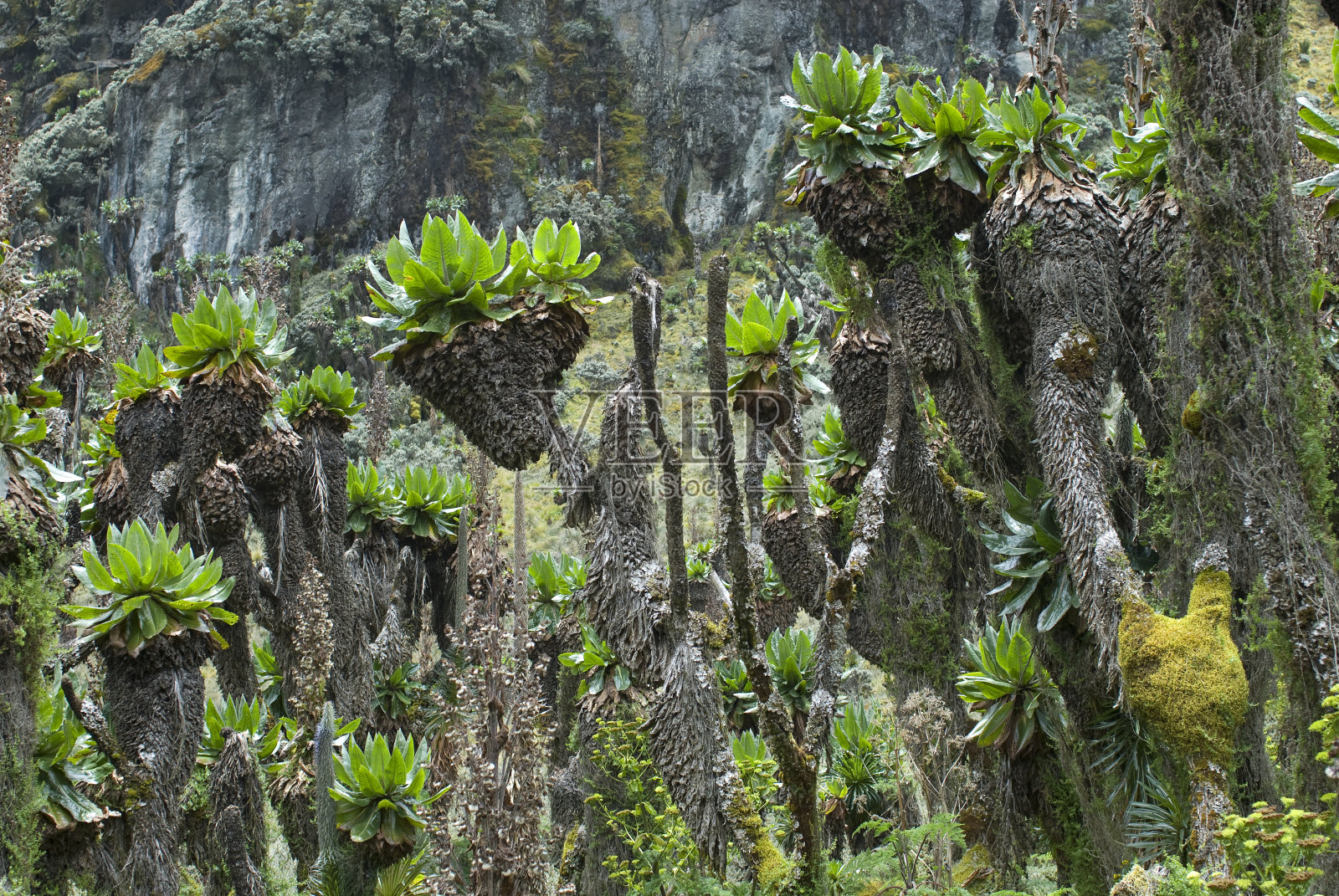 乌干达鲁文佐里山上的巨型土sel森林照片摄影图片