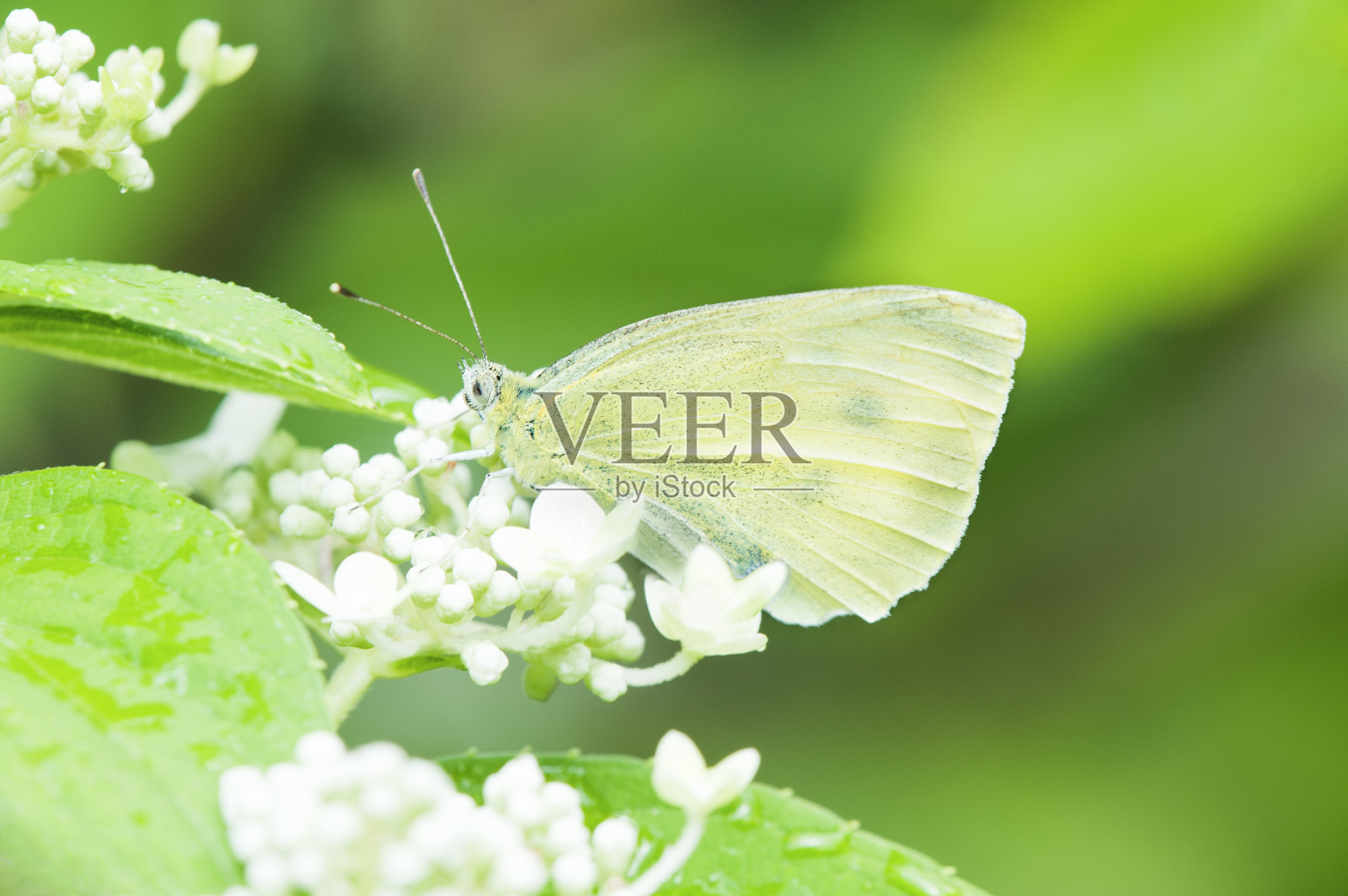 皮耶里斯·拉帕照片摄影图片