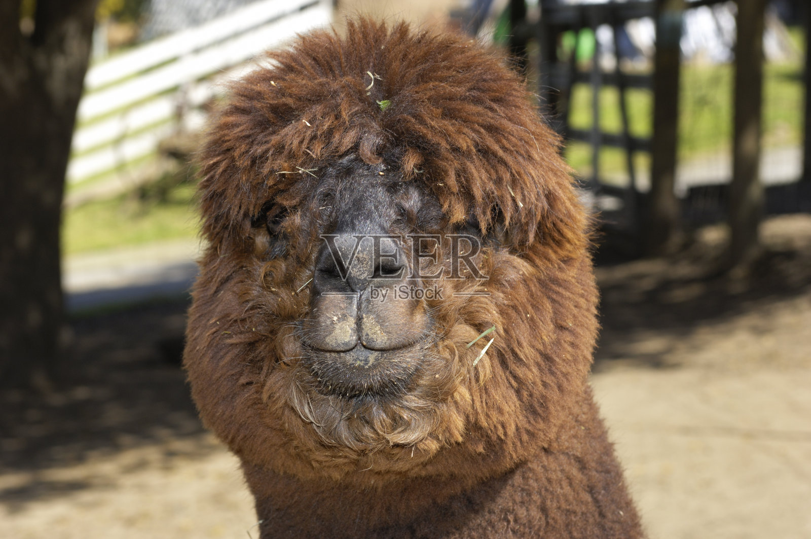 羊驼的特写照片摄影图片