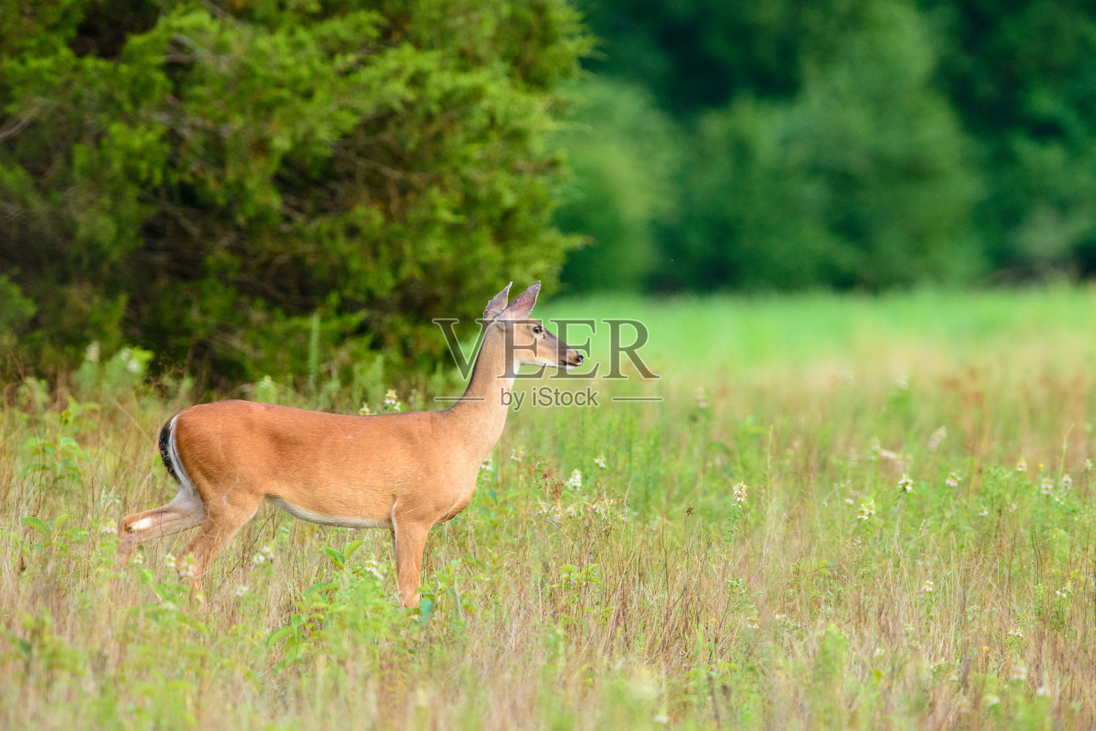 能源部进入现场照片摄影图片