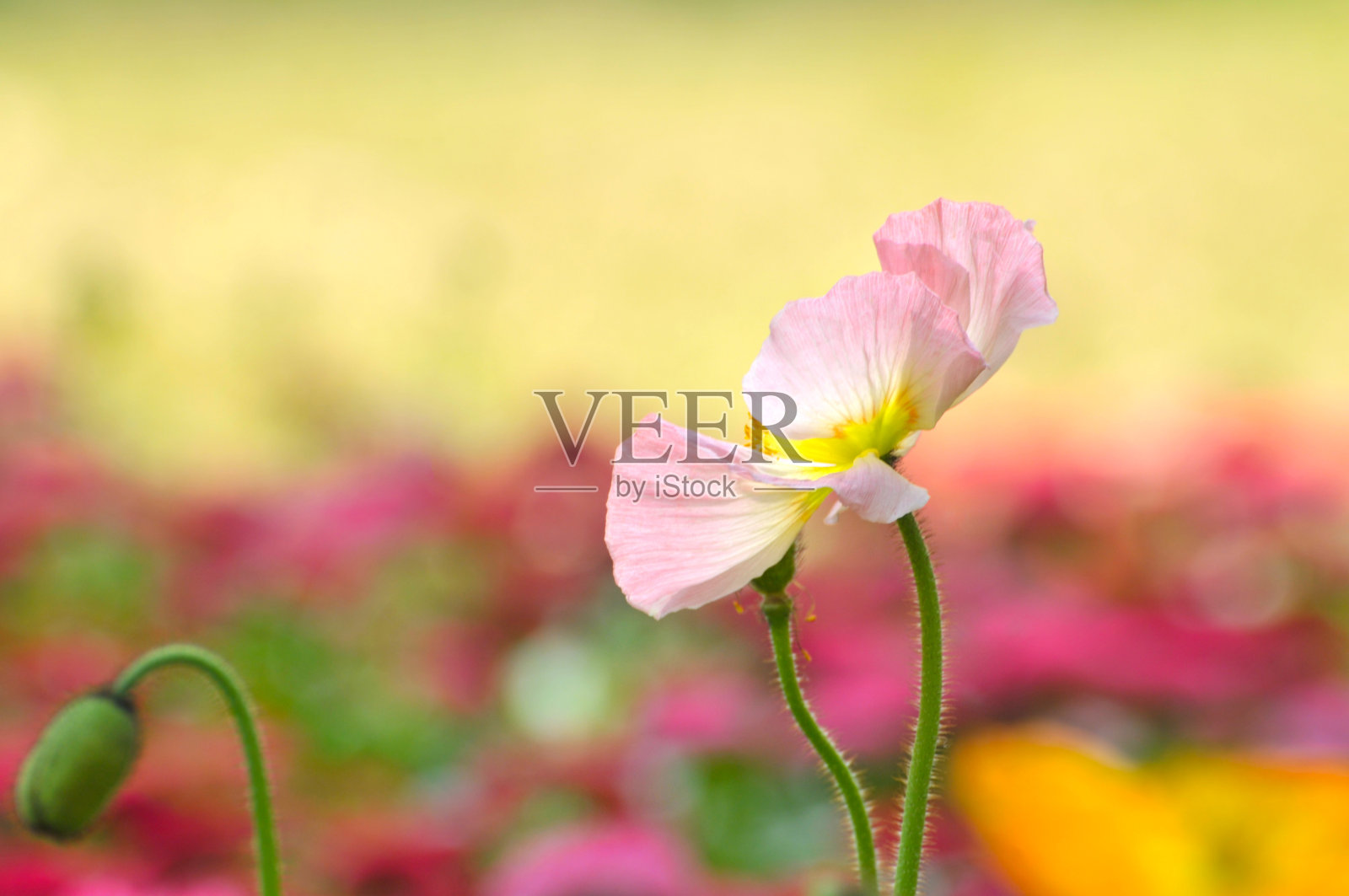 自然美照片摄影图片