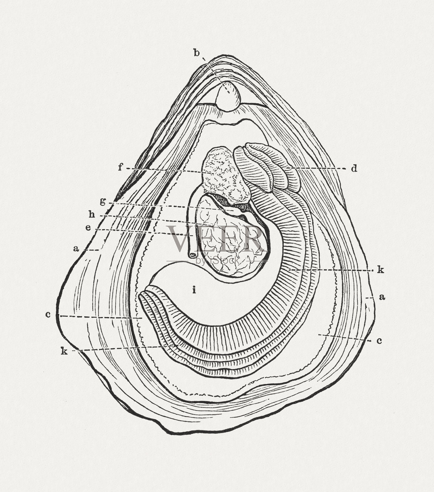 牡蛎内脏，木刻，1874年出版插画图片素材