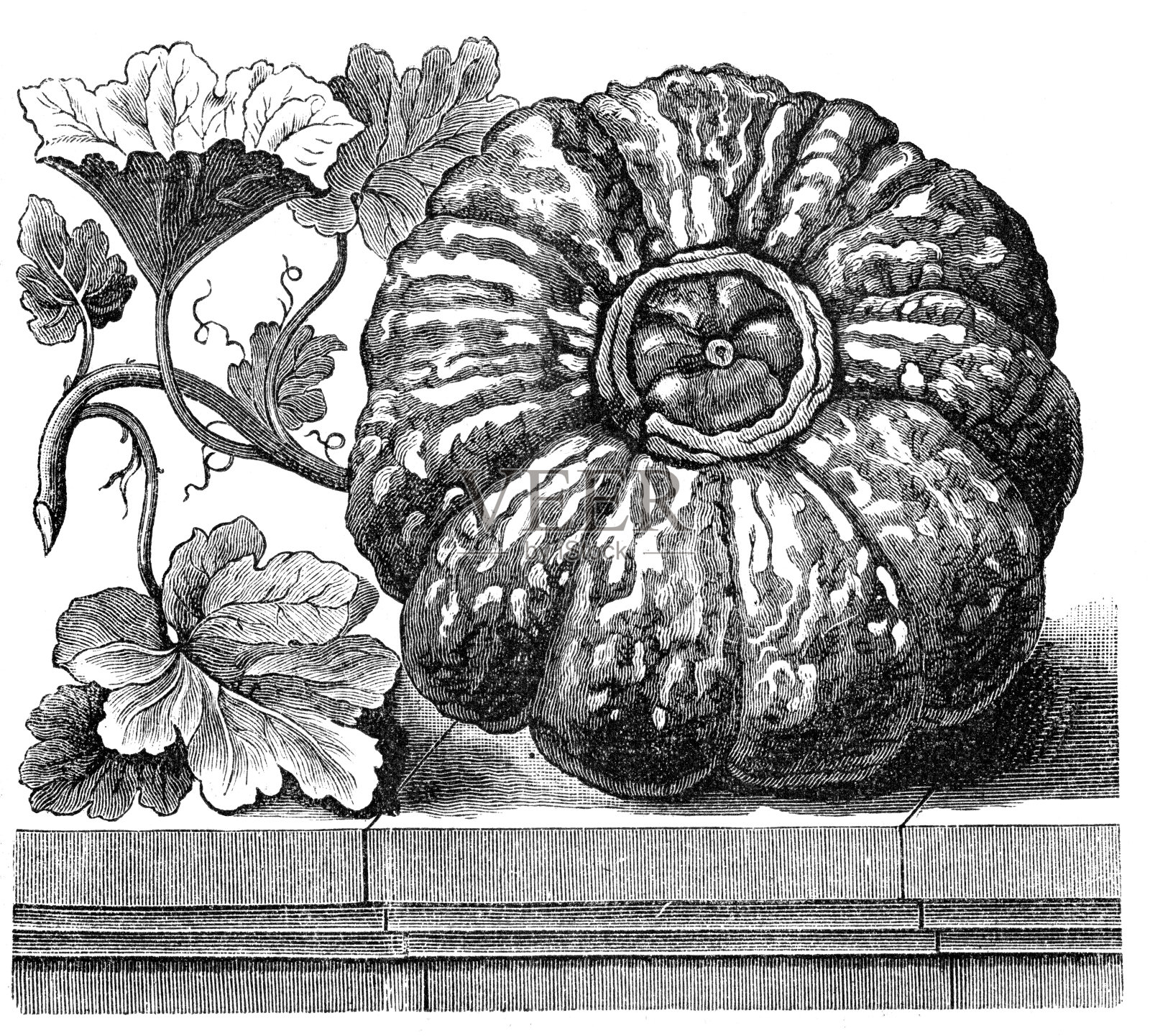 瓜插画图片素材