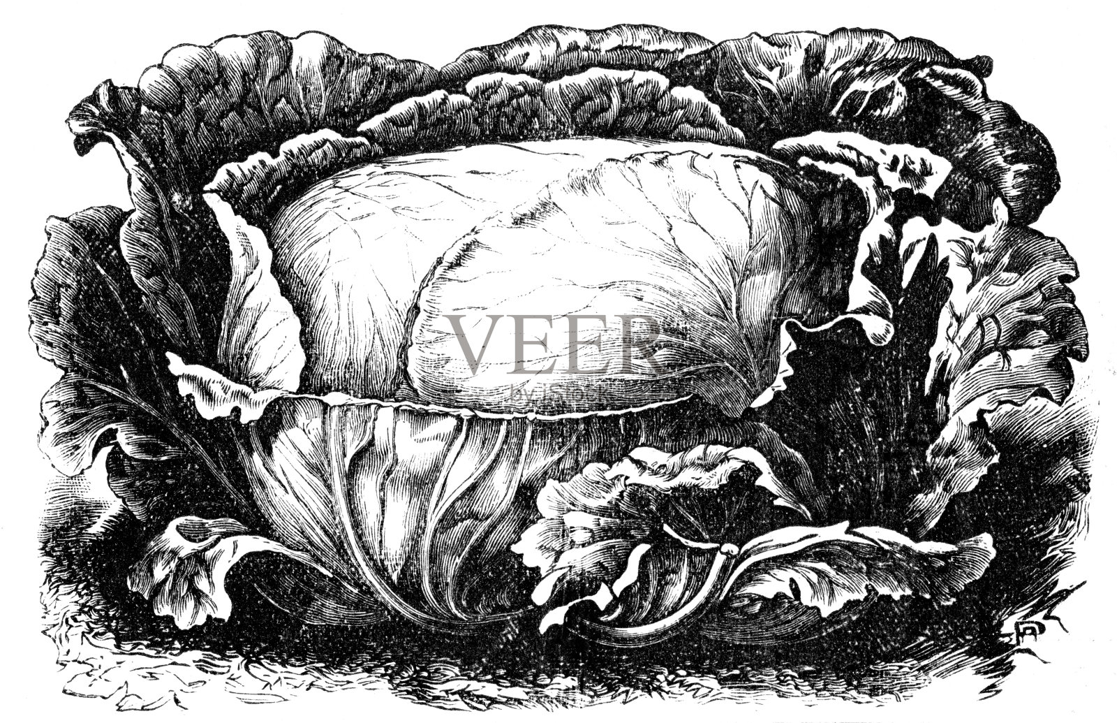 卷心菜插画图片素材