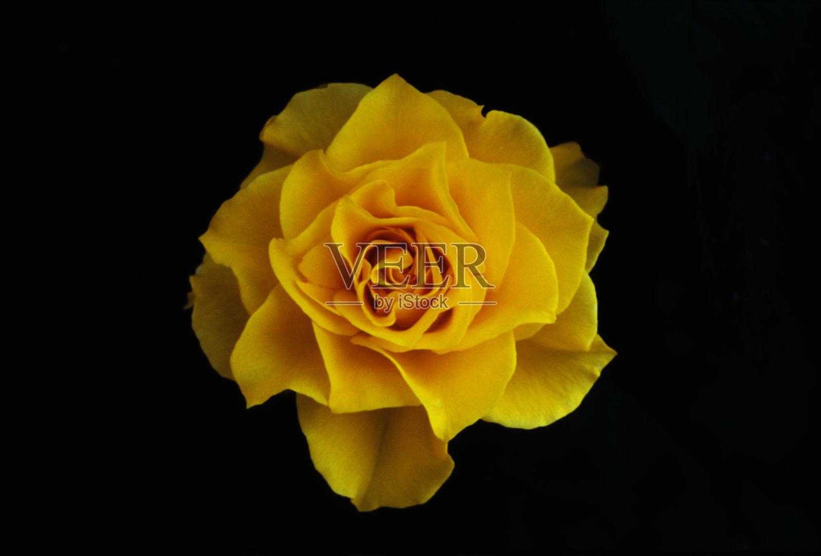 黄玫瑰-宏照片摄影图片