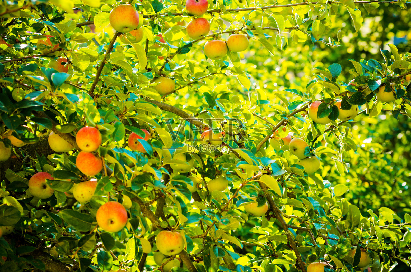 果园里的苹果照片摄影图片
