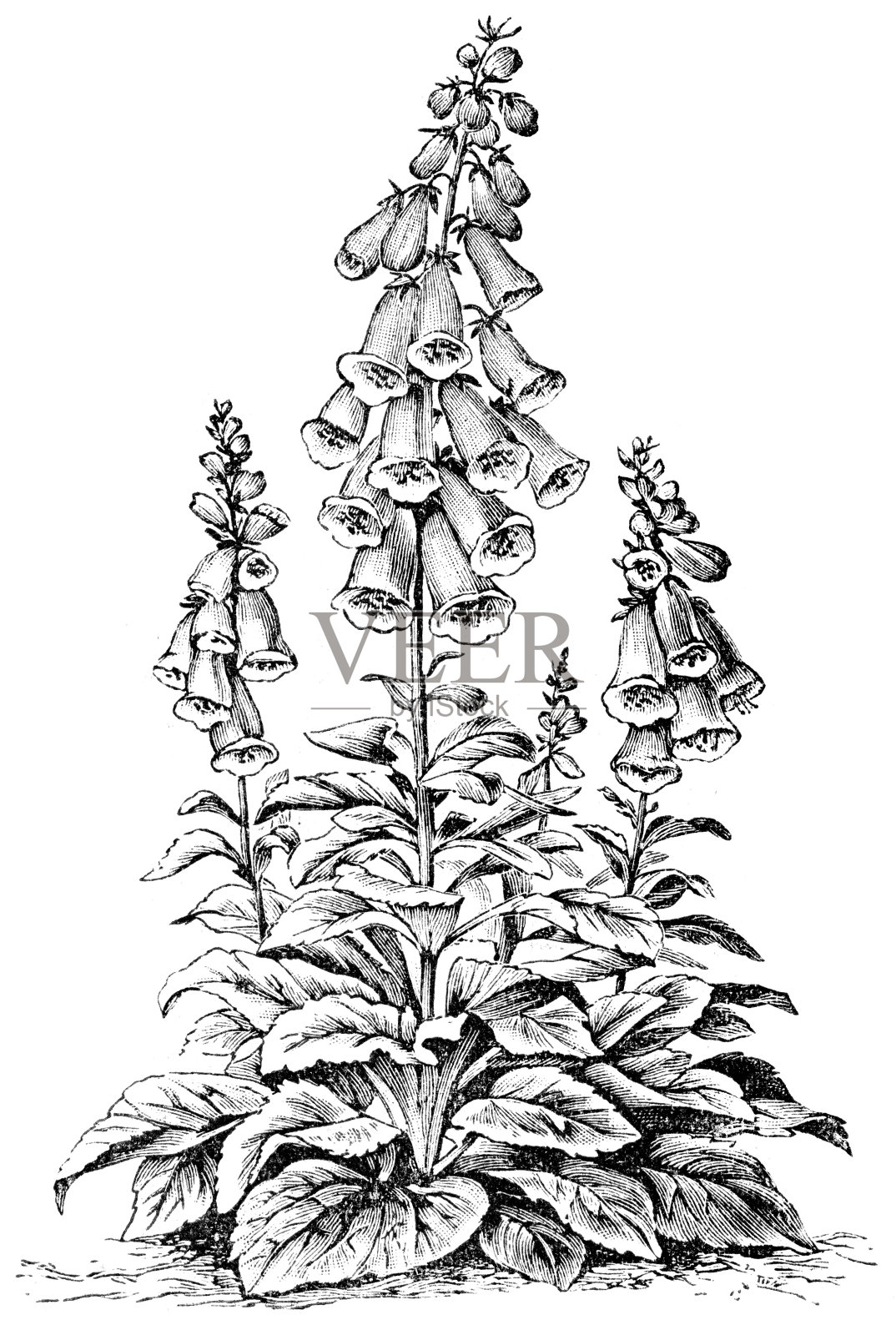 洋地黄设计元素图片