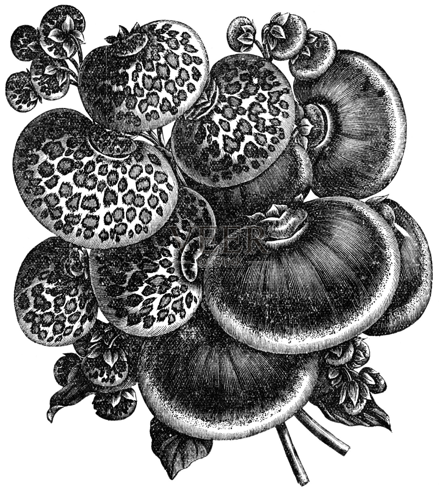 蒲包草插画图片素材