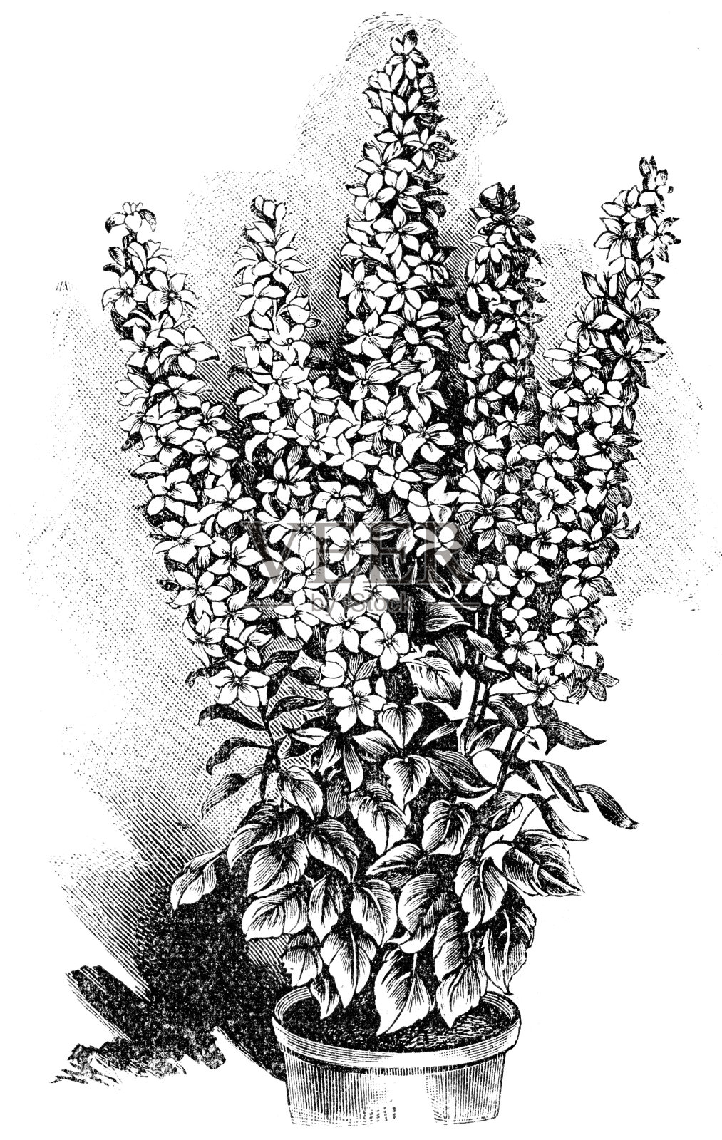 钟花设计元素图片