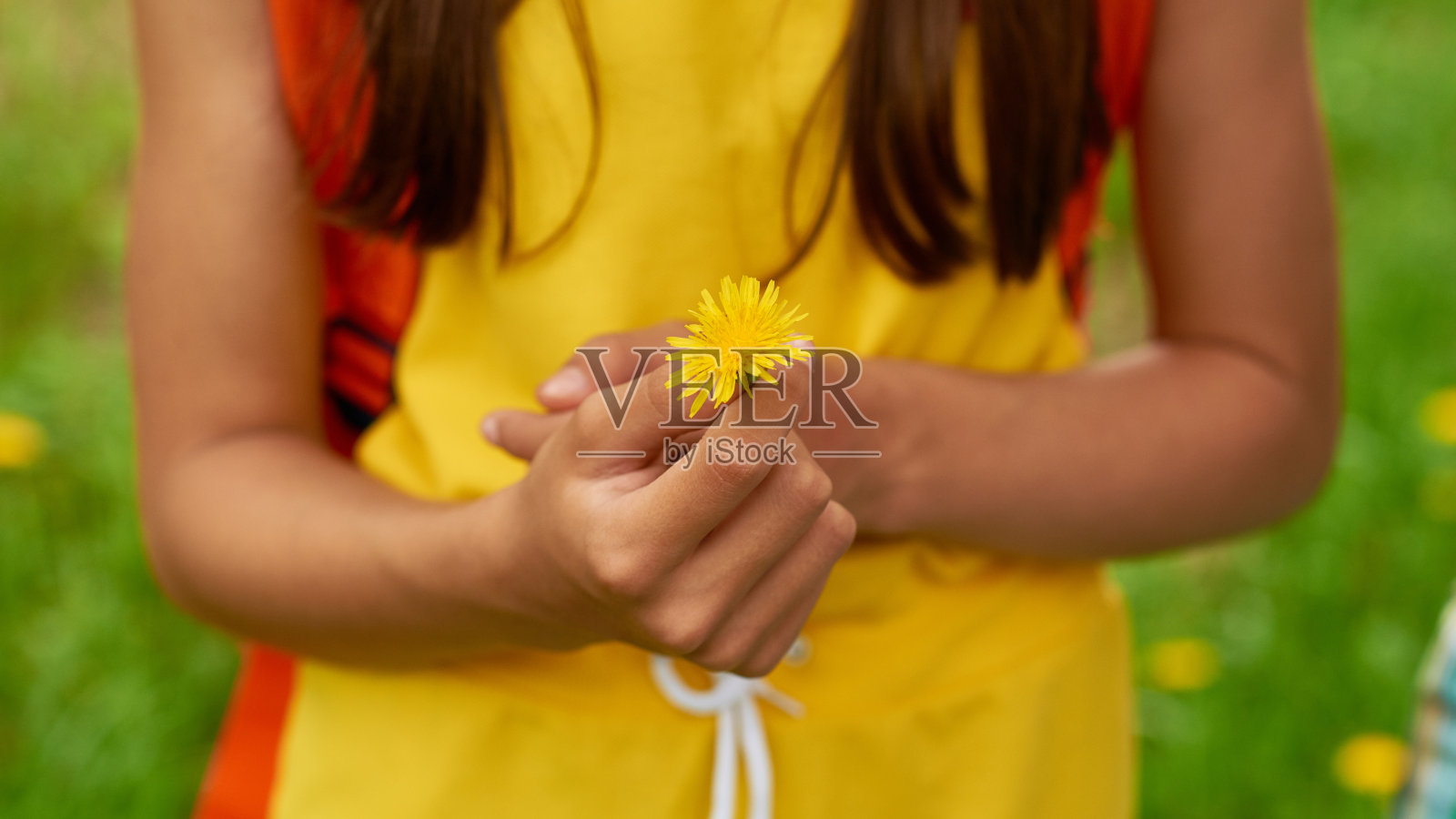 蒲公英的季节照片摄影图片