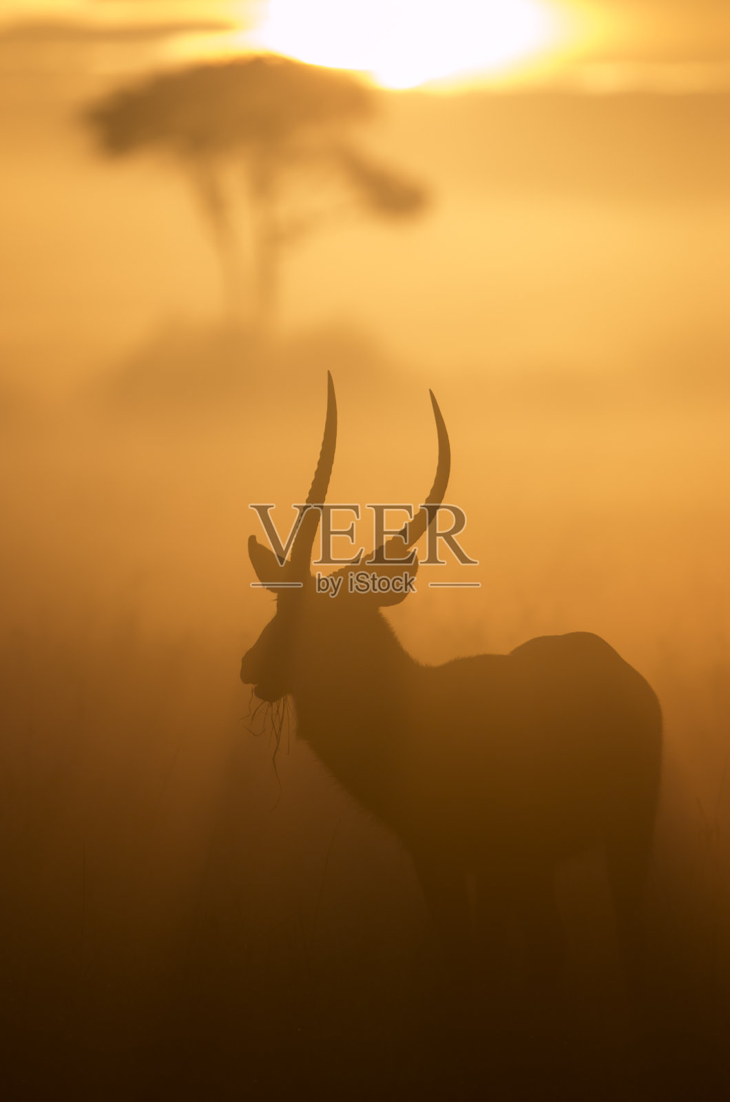 在一个雾蒙蒙的非洲早晨，野生雄性水羚照片摄影图片