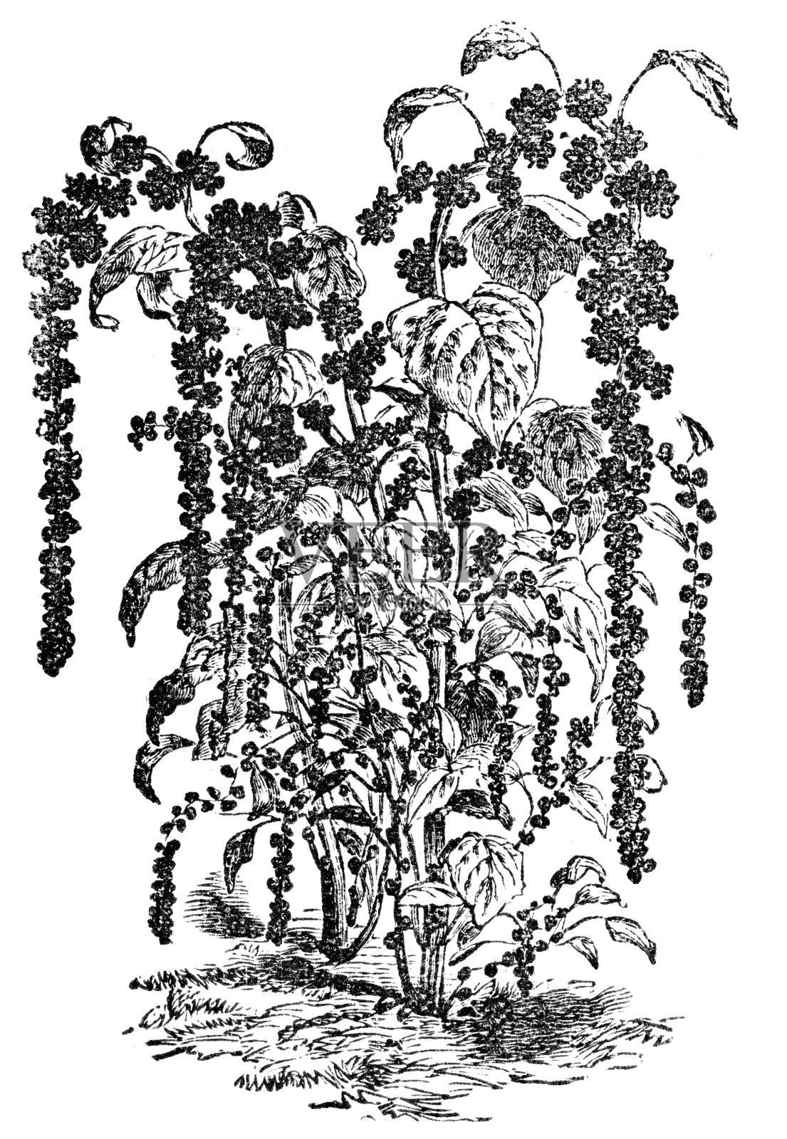 苋属植物插画图片素材