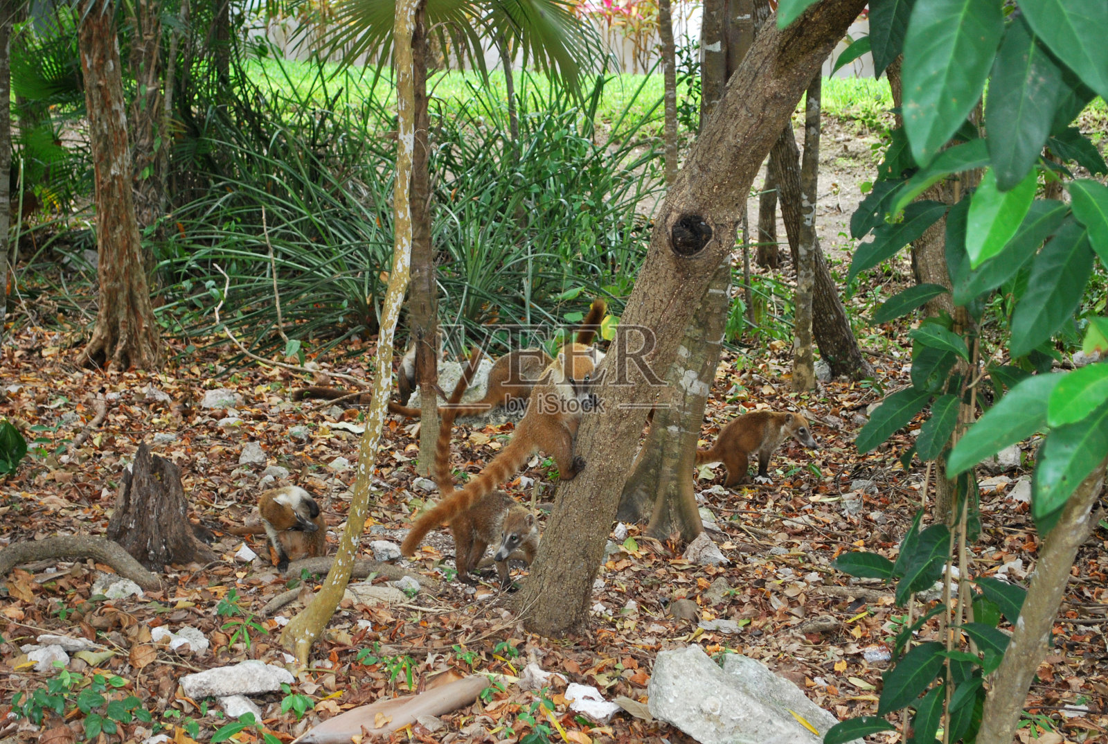 一包白鼻长鼻浣熊照片摄影图片