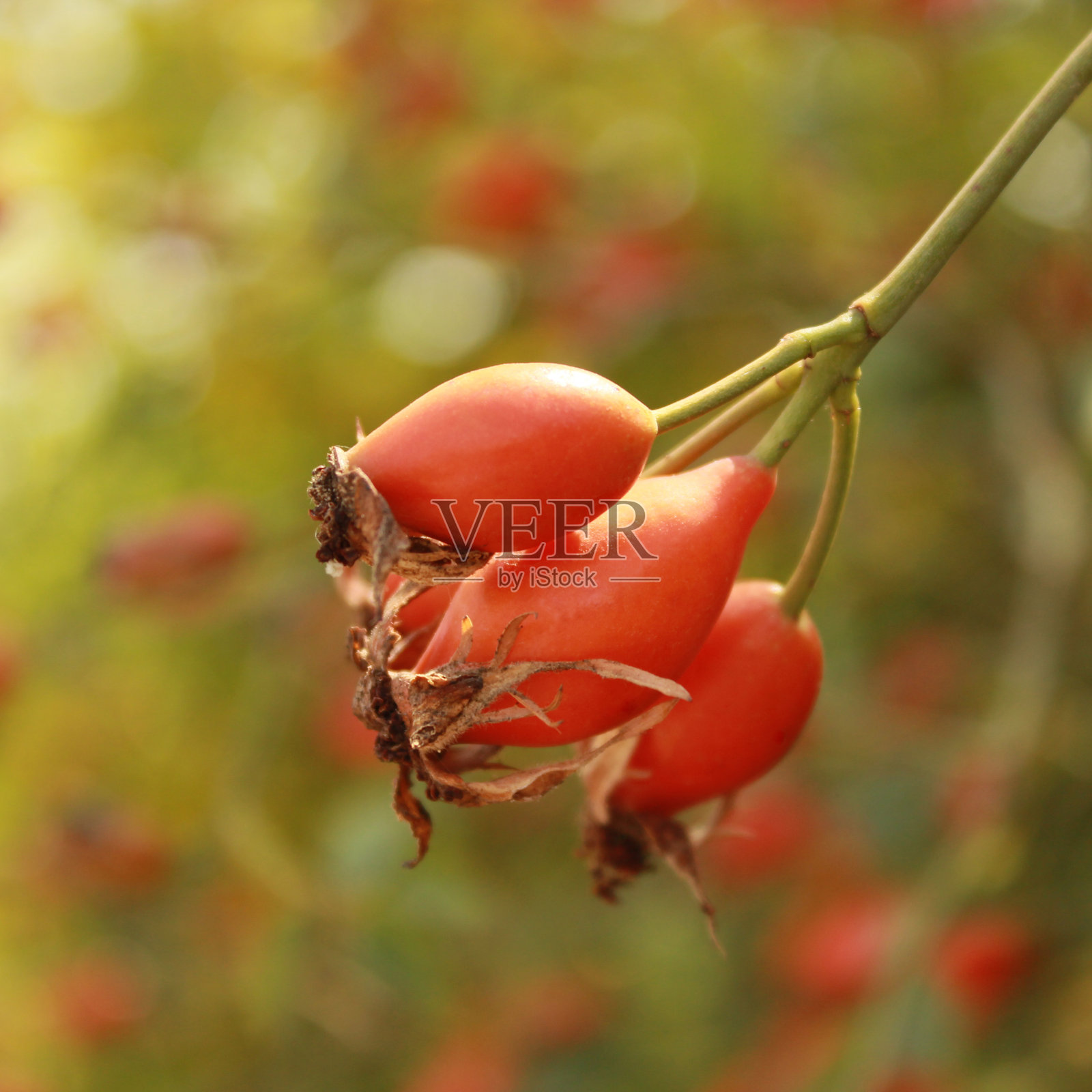 野玫瑰果照片摄影图片