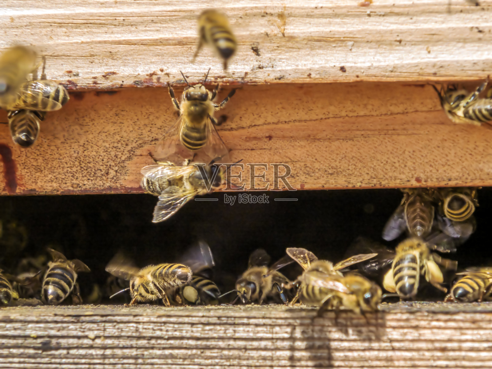 蜜蜂照片摄影图片