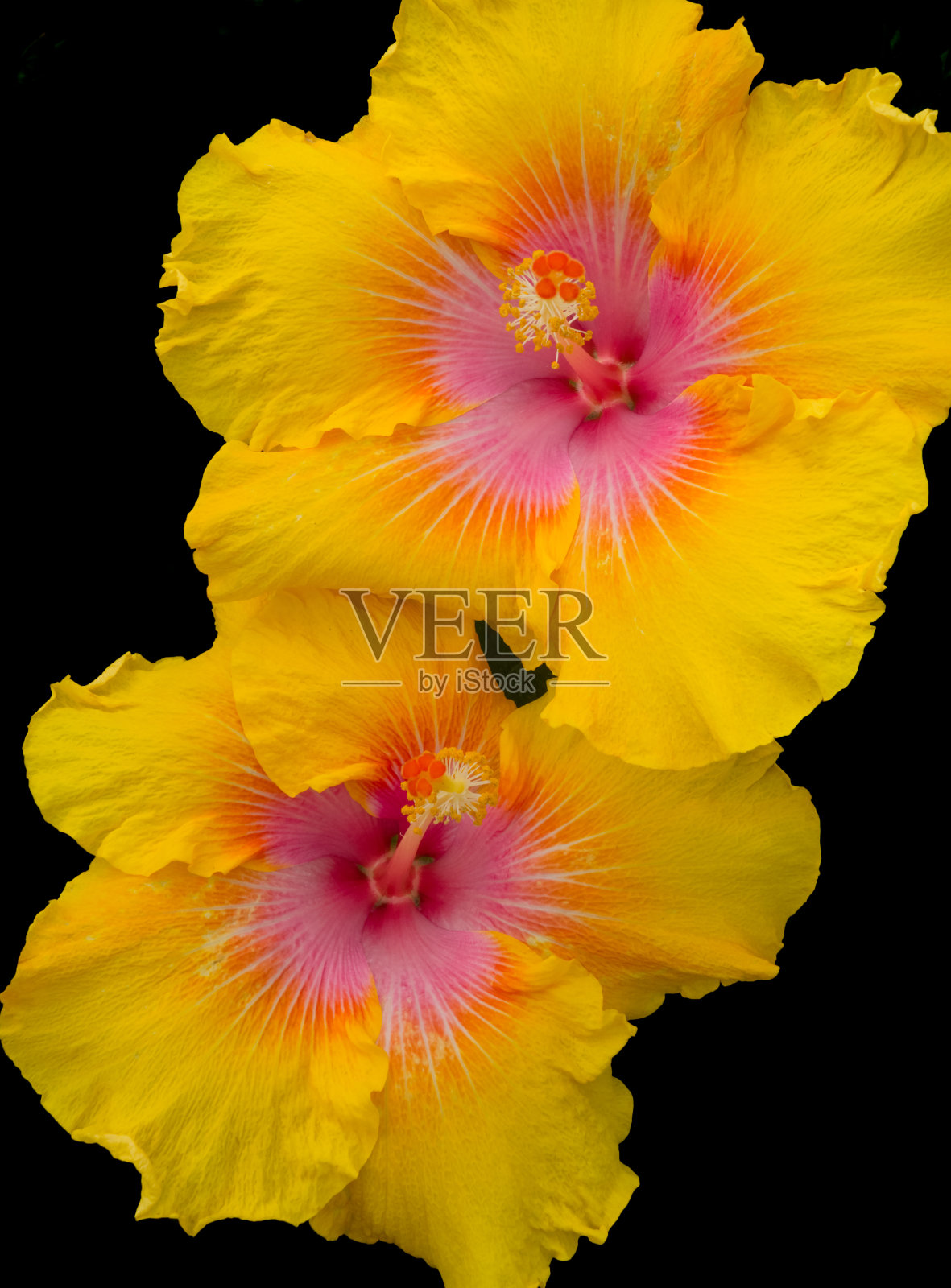 热带hibicus花照片摄影图片