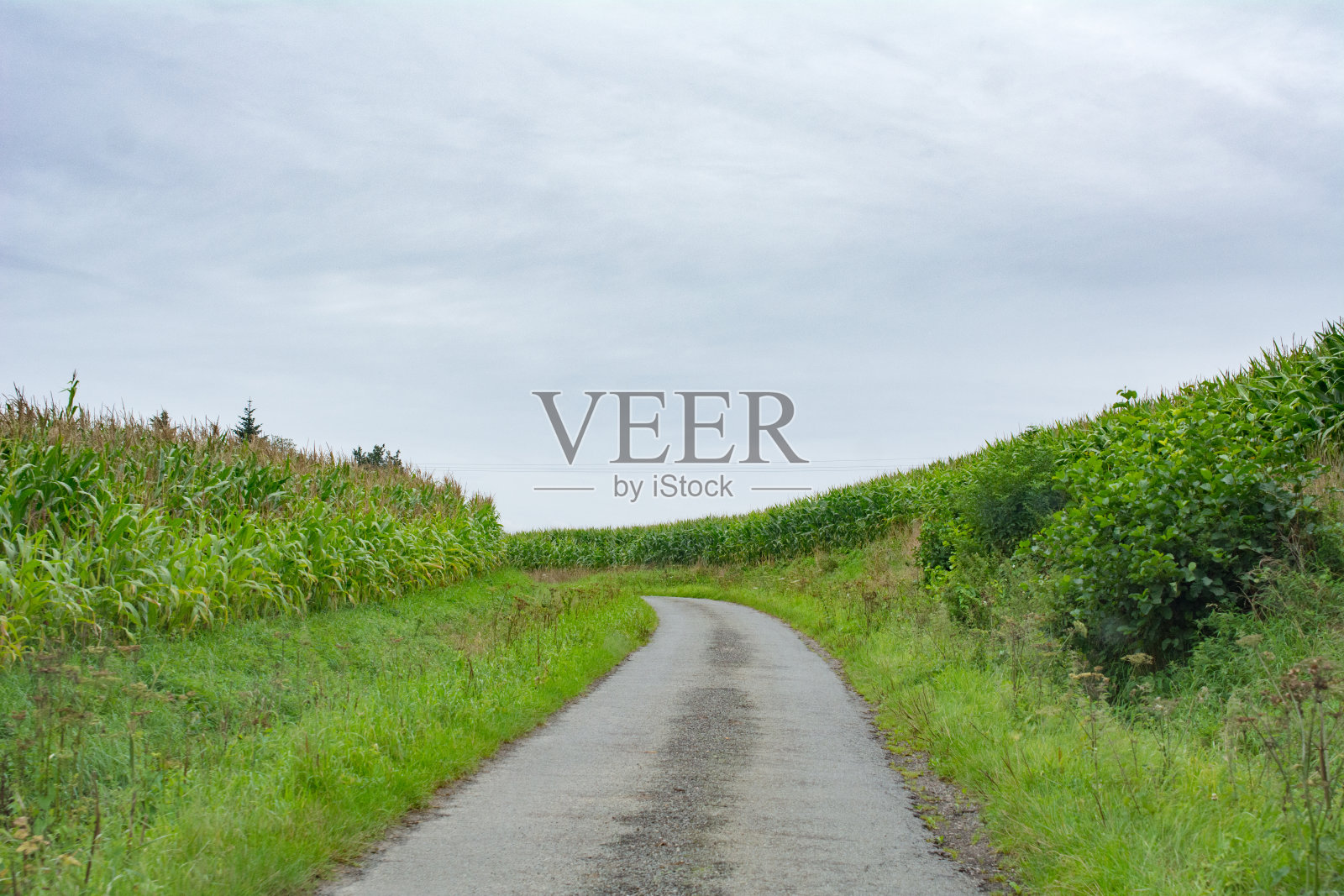 两边都是玉米地的法国小路照片摄影图片