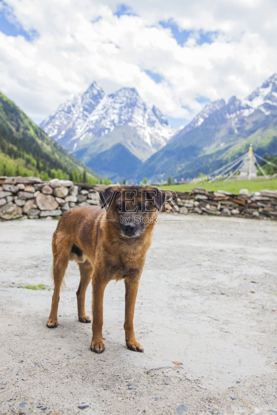 狗照片摄影图片