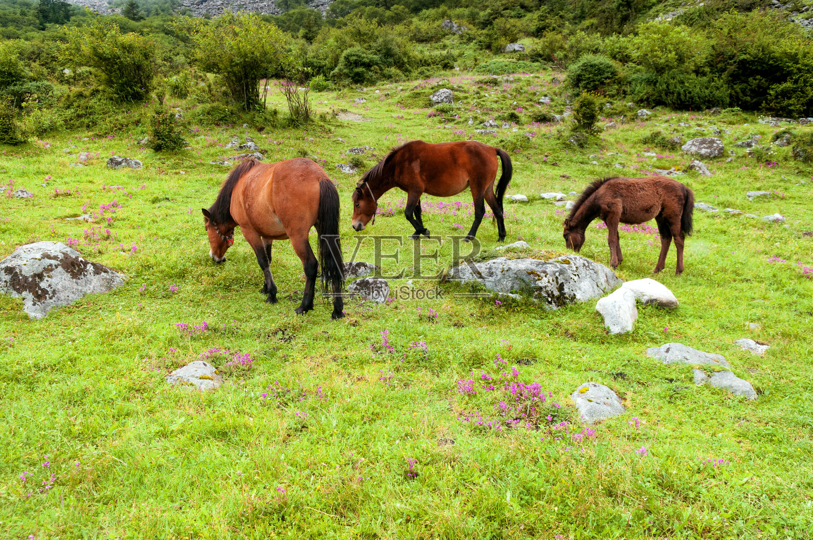 中国四川康定哲多河牧场上的马照片摄影图片