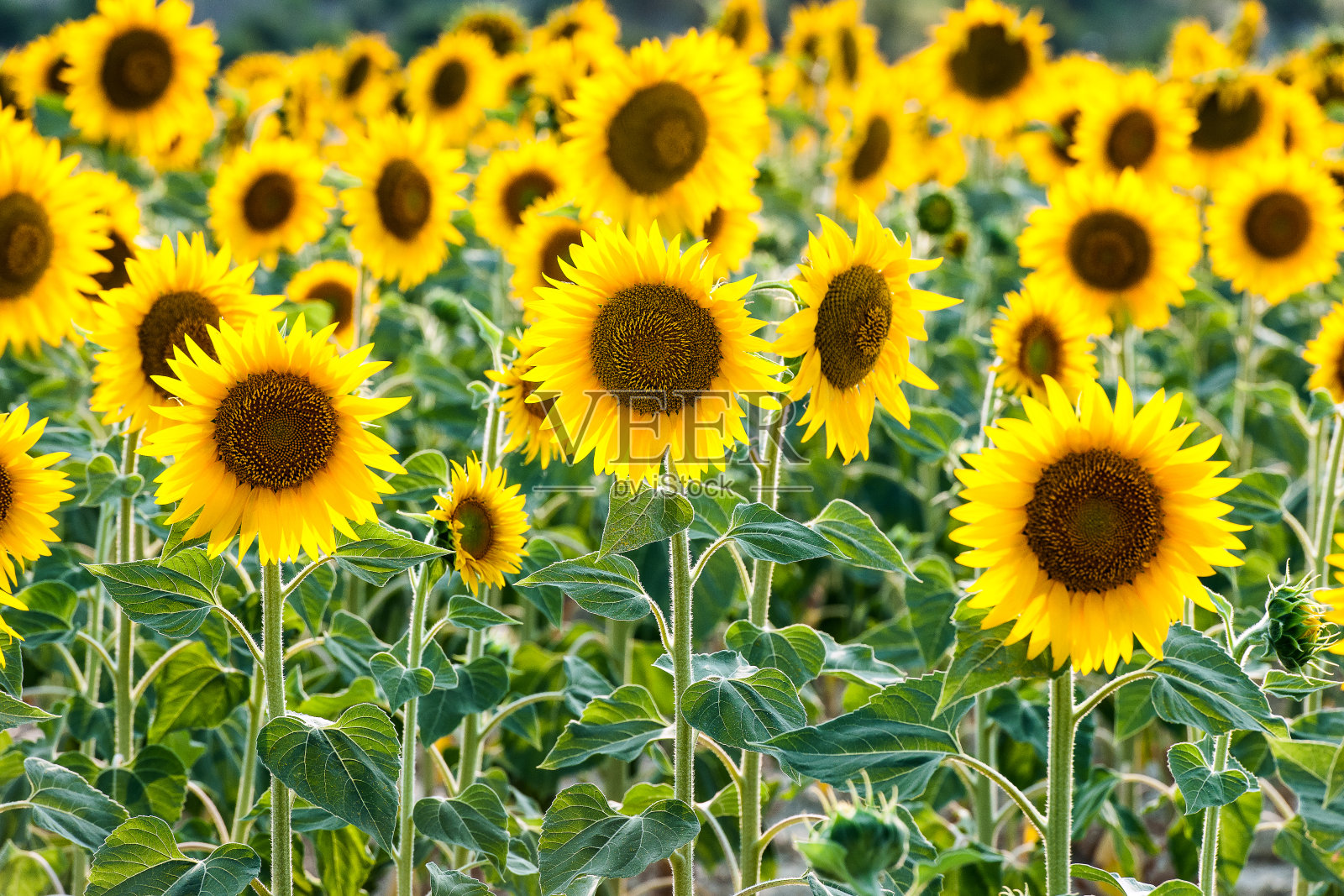 意大利的向日葵田照片摄影图片