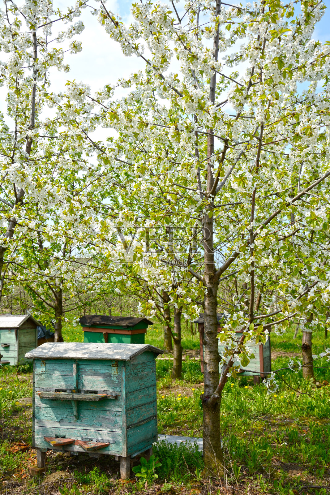 养蜂场照片摄影图片