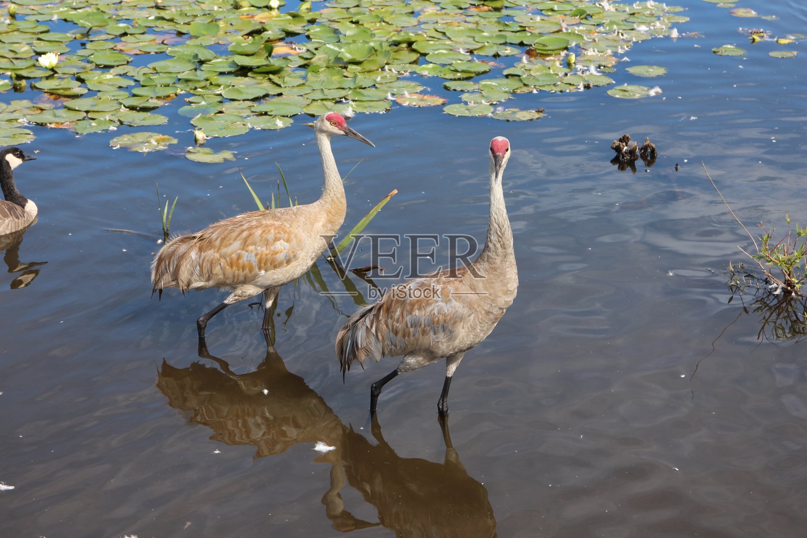 两个沙丘鹤照片摄影图片