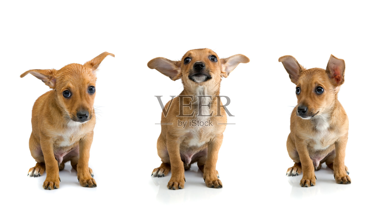 狗照片摄影图片