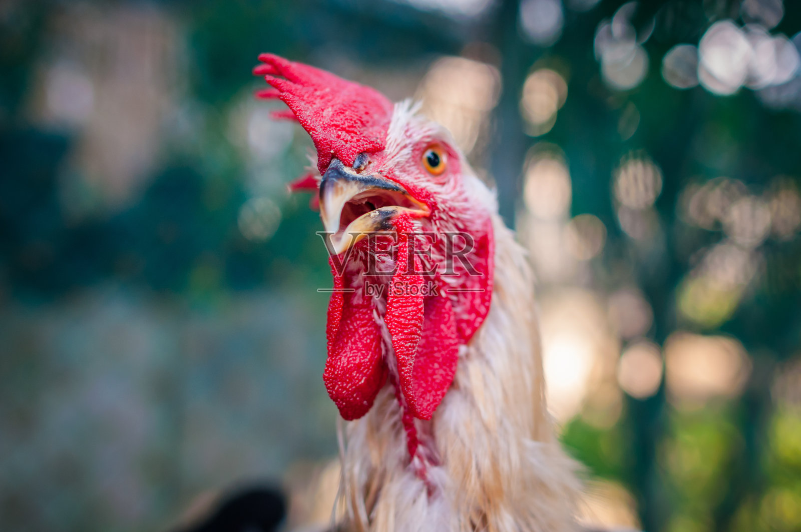 在一个鸡舍里的一只公鸡的特写照片摄影图片