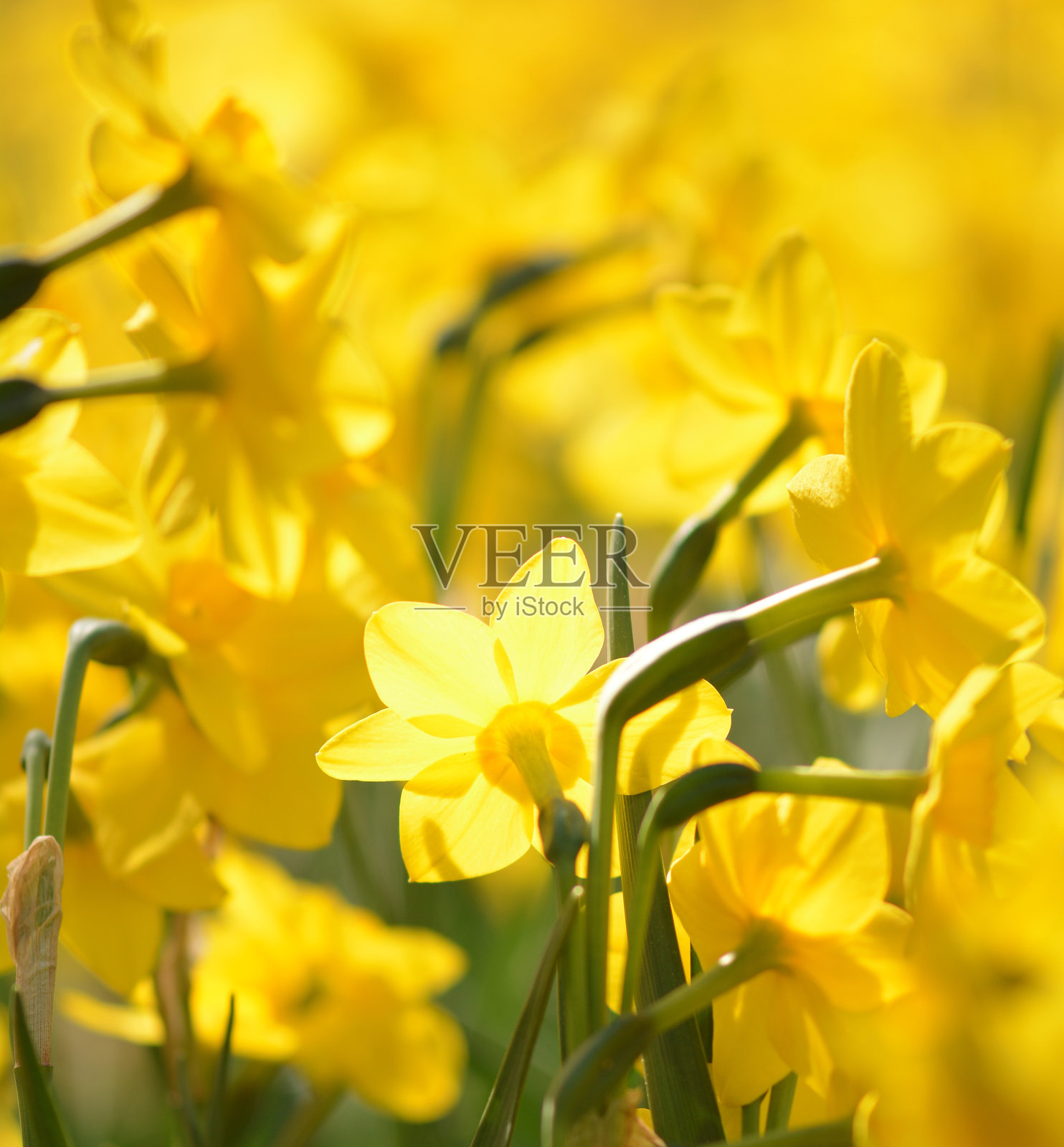 水仙花的背后照片摄影图片